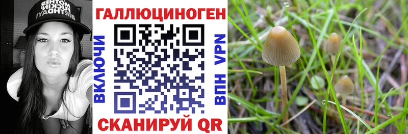 Галлюциногенные грибы прущие грибы  где продают наркотики  Дыгулыбгей 